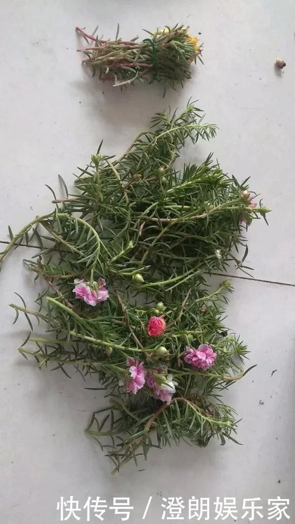 5种花快扦插,生根超快,1周长出大白根,新手也能插得活