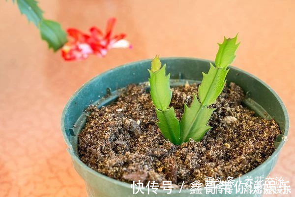 花苞|养盆栽蟹爪兰掌握10点就足够,看完就知道为啥叶子干瘪、不开花