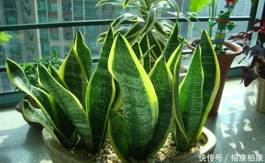 绿植|厨房这些东西用来养虎皮兰,很快长出侧芽一盆变几盆,省钱又方便