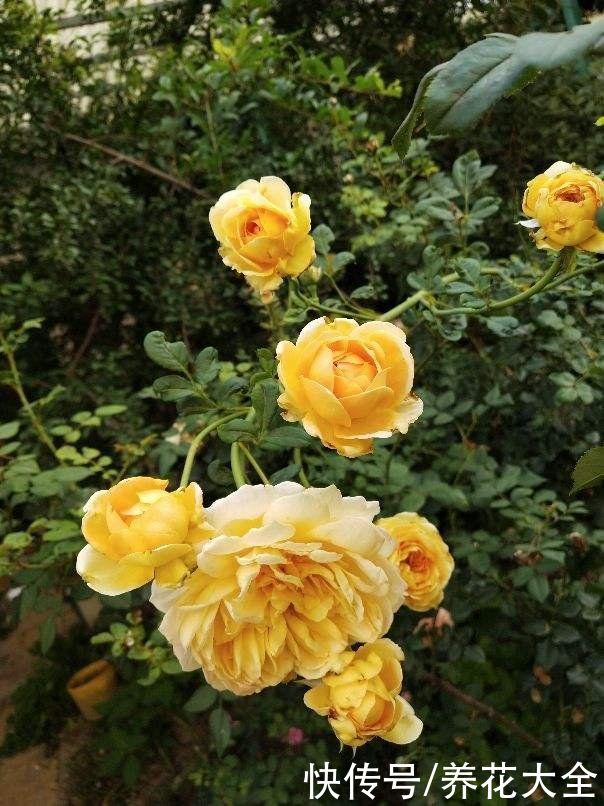 花花|辛辛苦苦养的花,让人偷着剪光了,真的太生气