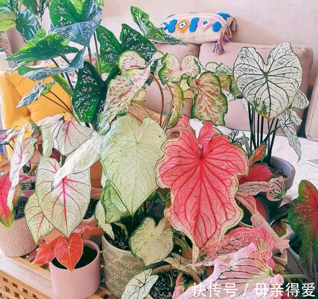 8种“漂亮花”别晒大太阳,一晒就耷拉,客厅不见光,养成绿森林