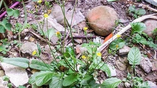 中薪|李时珍说它“通结气,利肠胃”,曾是儿时美味,如今少人识