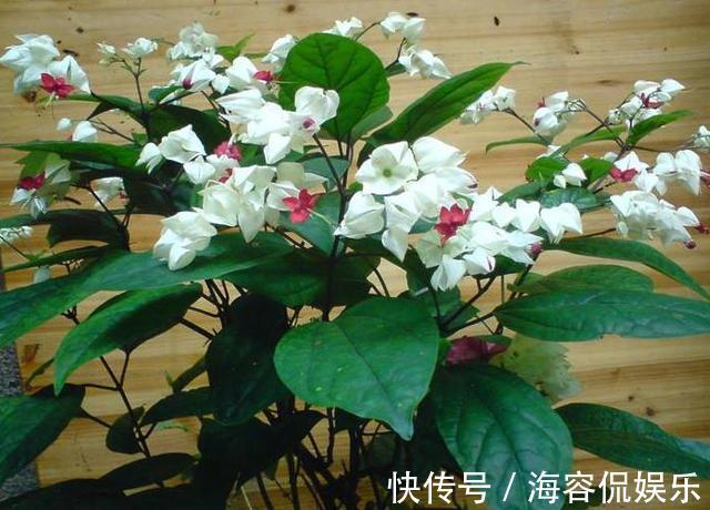 金边瑞香|4种花像“灯笼”，过年养“1盆”在家，很快长成“瀑布”，太美