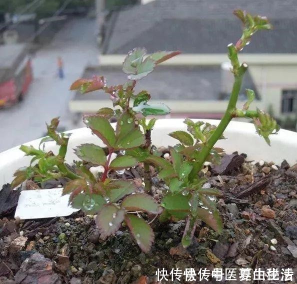 枝条|家庭月季花“剪枝”有窍门,定期修剪枝条,开花才会越开越多!