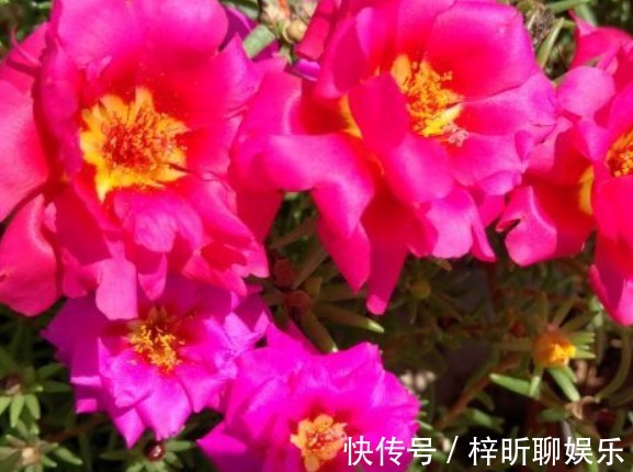 新手养花,不如养盆花中精品“岛大臣”,花团锦簇,花枝招展