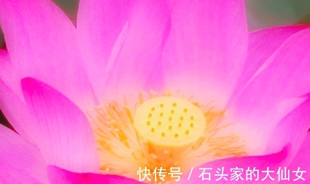 钱财花|步入11月上旬，四大生肖开始迎接好运，生活越过越好