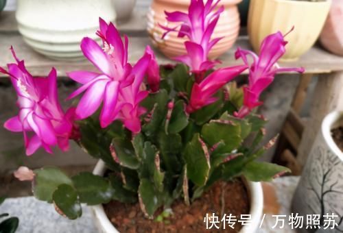 拿到蛋壳别急着养花 按 这要求 处理 给植物施肥才不出问题 粉紫色 拿到蛋壳别急着养花 按 这要求 处理 给植物施肥才不出问题 粉紫色