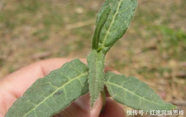 农村的这个“酸不溜”野菜，想想都要流酸水，再酸，春季也要吃