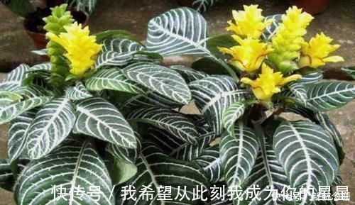 阳台上|家中存在2类花要趁早搬离，它们对健康无益，放到室内弊端多