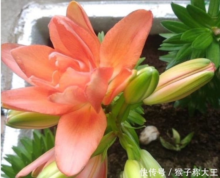 养花试试此几款,年年开花不断,花朵姿态万千,颜值超高的