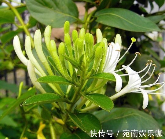 养在卧室“助睡眠”的3种花,在浮躁的社会亲近自然,净化人心灵