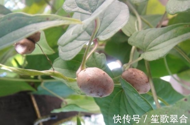 黏液蛋白|女人常吃一物,不感冒了,腰不酸了,远离妇科炎症,子宫越来越好