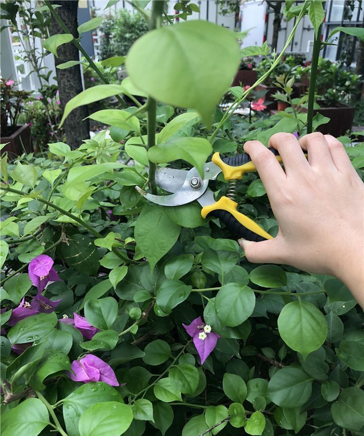 三角梅修剪有“诀窍”,教你多分枝的“秘密武器”,养出好状态!