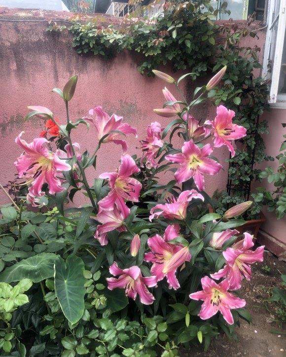 春天种百合,2个月就开花,土里埋一次。来年一大窝,满是百合花