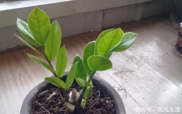 养花|养花爱好者看过来这15种花现在“扦插”,生根快,一个周就长芽