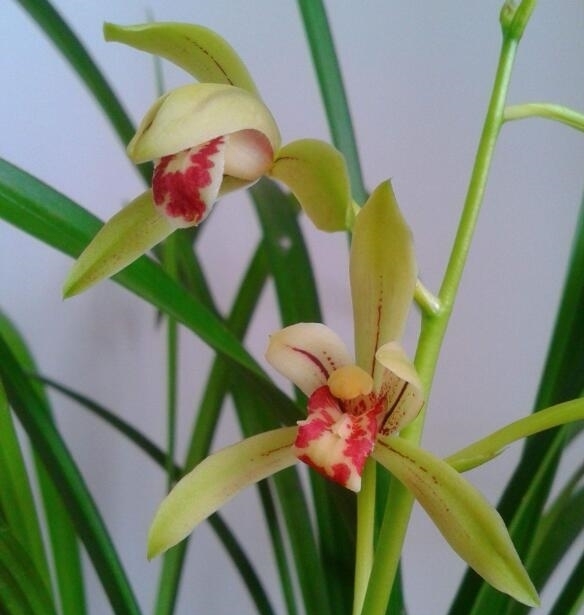 兰花|兰花开花后花茎如何修剪？教你“2法”，1年就长疯，年年开花爆盆