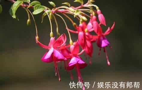 圣女贞德|养花试试这几款，可盆栽种植，是阳台族的福音