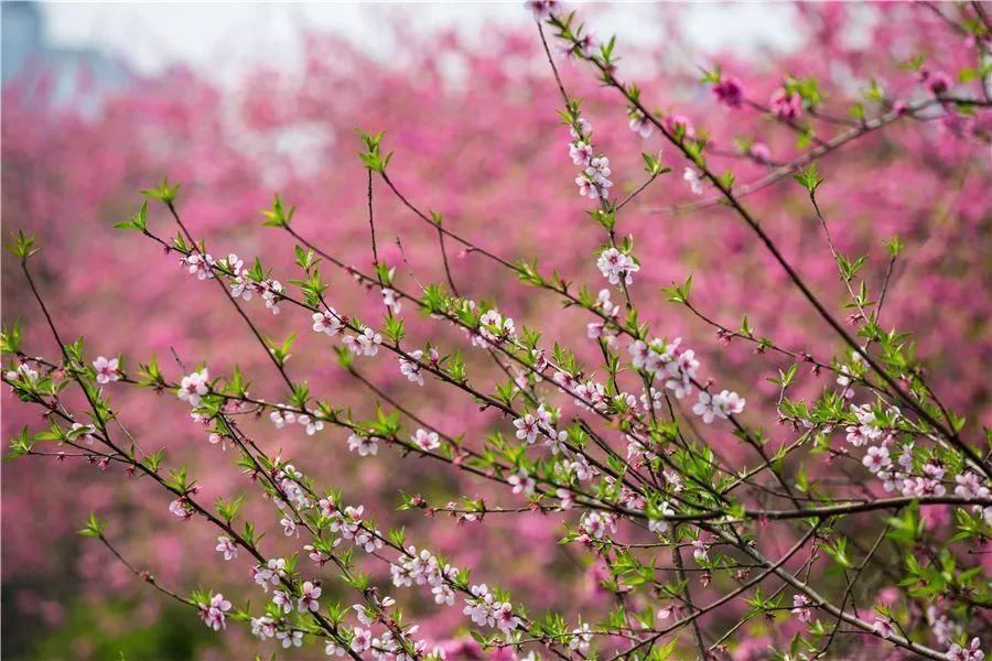 花海|看花，何必去远方——剑河花海正怒放