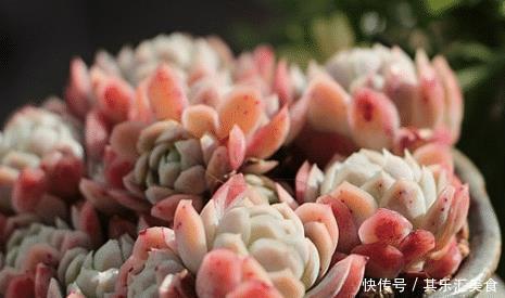 多肉植物|3种多肉植物,叶片有香味,遇水易疯长,养成小老桩!