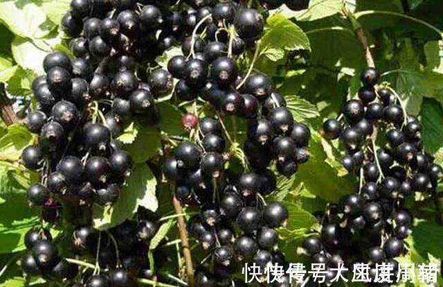 零食|女性晚上当零食吃一把,一个月下来,皱纹色斑全没了,手脚不再凉