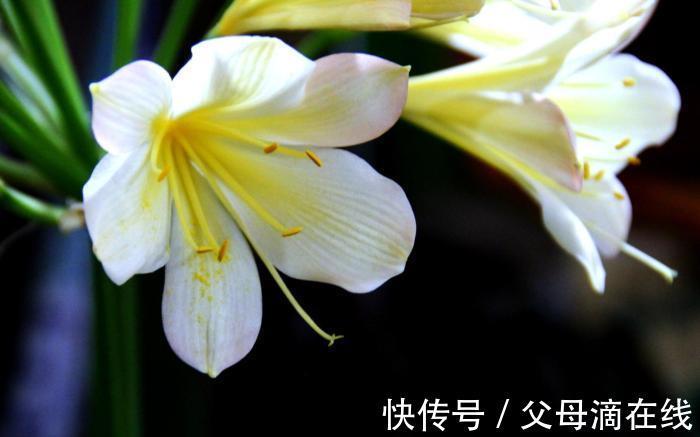 技巧|君子兰种植技巧