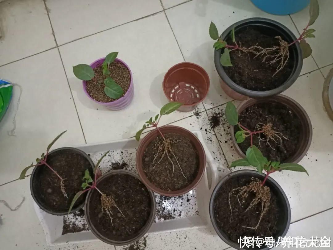 天竺葵|7种花养老桩不好，多扦插、养嫩苗，才能年年开花