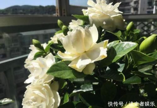 黄叶|北方养花爱黄叶去厨房找点“酸水”,比硫酸亚铁还好用