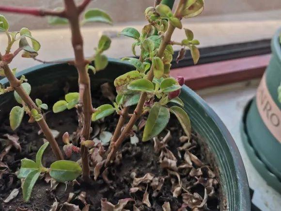 花苞|公认难养的花，养一盆死一盆，从来没有养活过！