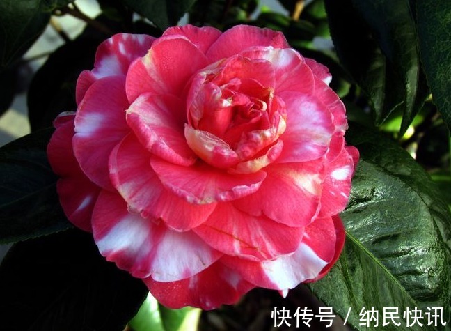 “山茶花”爱掉叶,快换掉盆土,再撒点“这玩意”,不久就能恢复