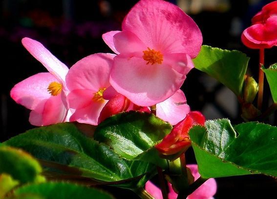 春天最好养的几种花,放在阳台一晒就爆盆,美翻天