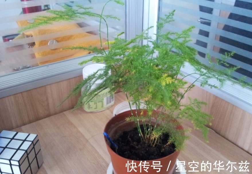 盆栽|文竹有“3爱3怕”,12月盆栽落实到位,枝叶翠绿粗壮