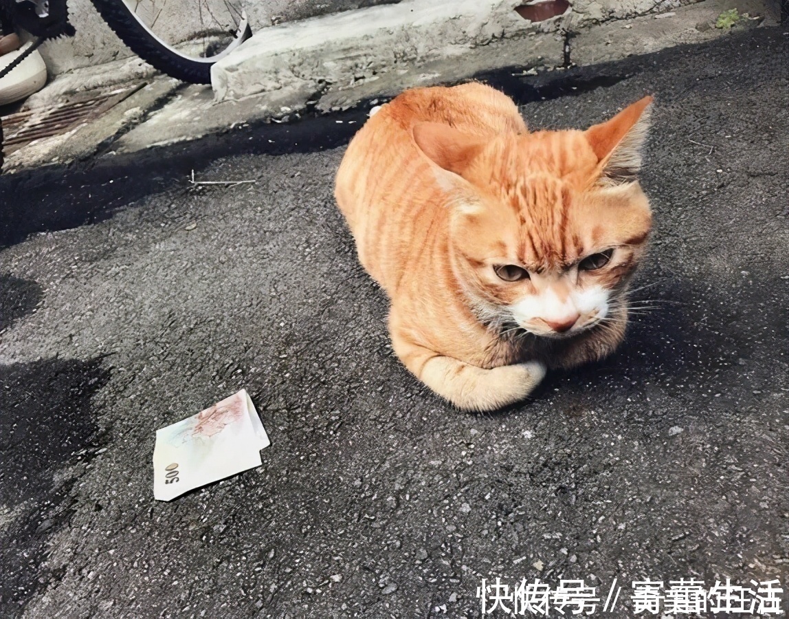 招财猫|“旺财”的猫咪都有这6个特点，如果养到了，那么恭喜你