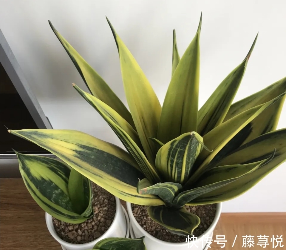 侧芽|冬天虎皮兰,正在“虚弱期”,注意3个要点,小芽一个接一个