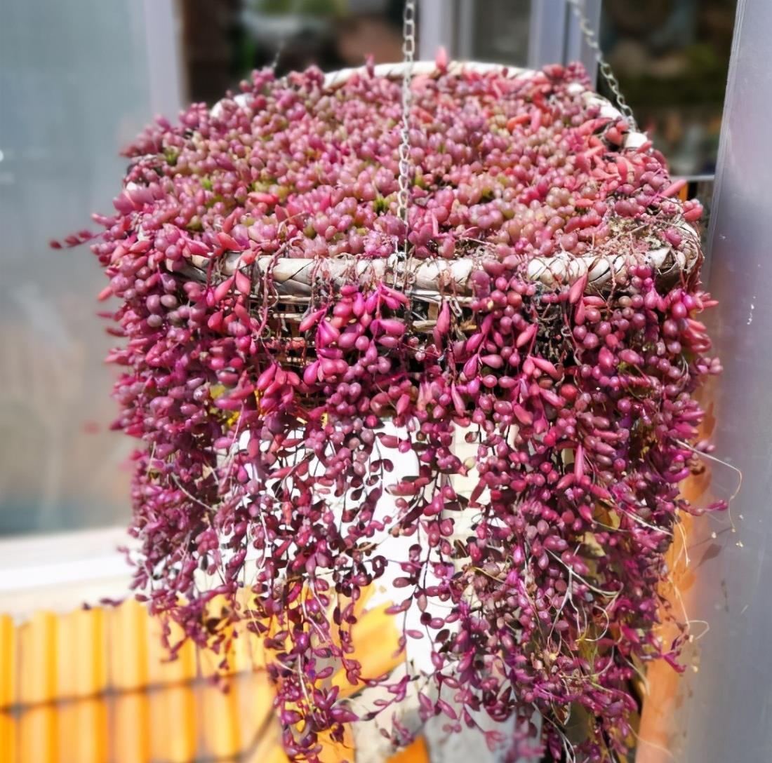 叶片|这“三多肉”扦插正当时，掰点叶片就生根，成活率比其他季节都高