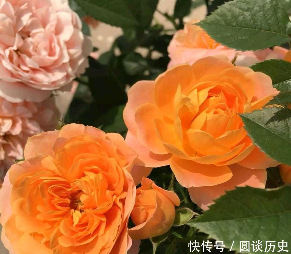 莫奈|月季中好养又美丽的“2种”,除了修剪施肥不用管,一直能开花