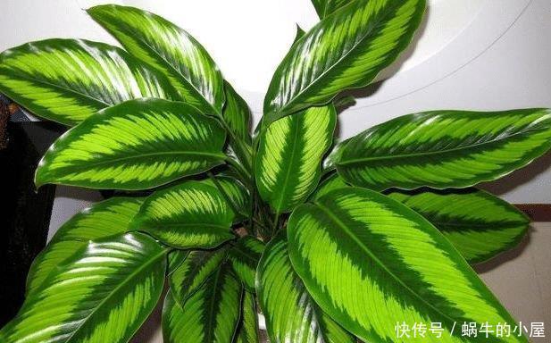 什么绿萝、吊兰都不如3种花,室内养一盆,胜过空气净化器