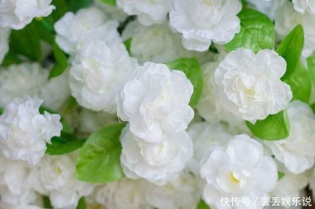 小花|夏天养茉莉,叶子翠绿开花茂密,茉莉清香飘满屋