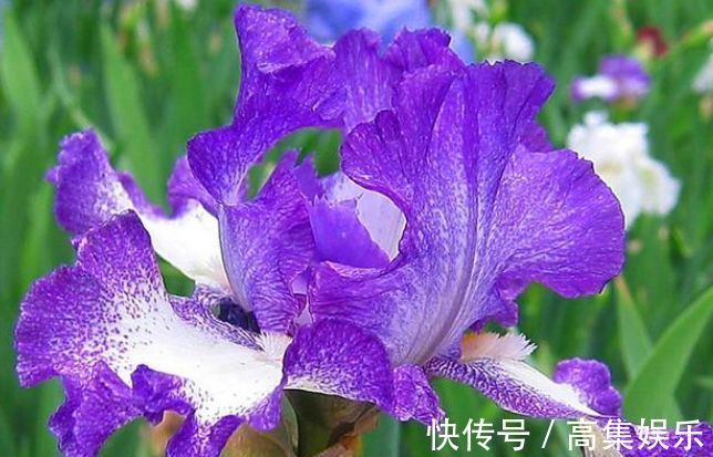 花海|5种花漂亮又好养，阳台变“花海”，越养越喜欢