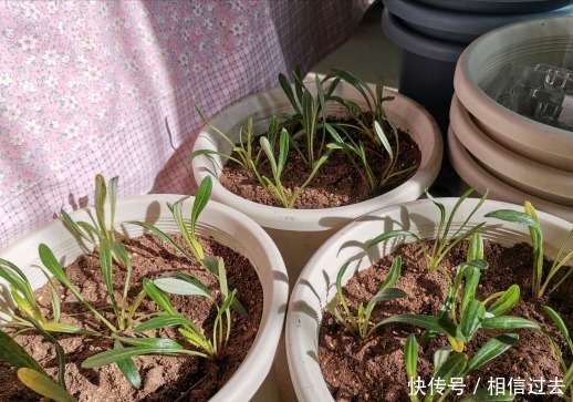 铁线莲|4种“漂亮花”,最好买小苗,2个月就开爆,比买大苗划算多啦