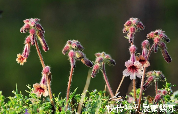 肝癌|肝不好的老人,养肝就是续命,常吃3黑,防肝炎远离肝癌