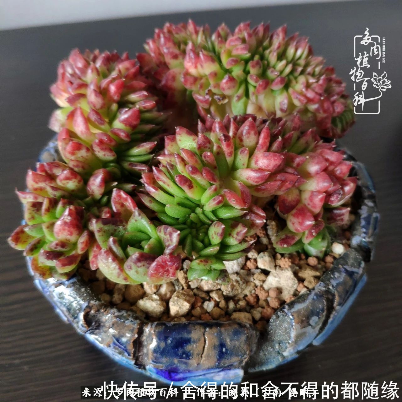 生活的本质就是爱,喜悦,和平!养多肉的快乐是金钱买不到的!