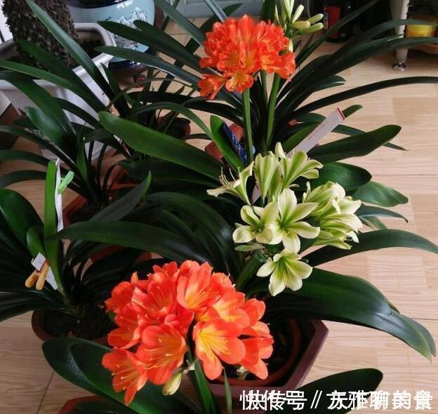 张大爷养花,用“2种水”轮流浇,没想到,1年养出漂亮“小花园”