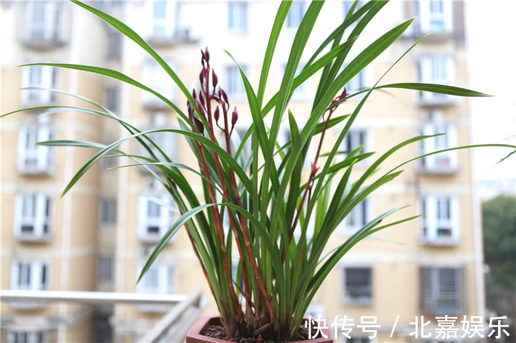 用“绿肥”养兰花,兰花新芽猛蹿,枝繁叶茂花娇俏!