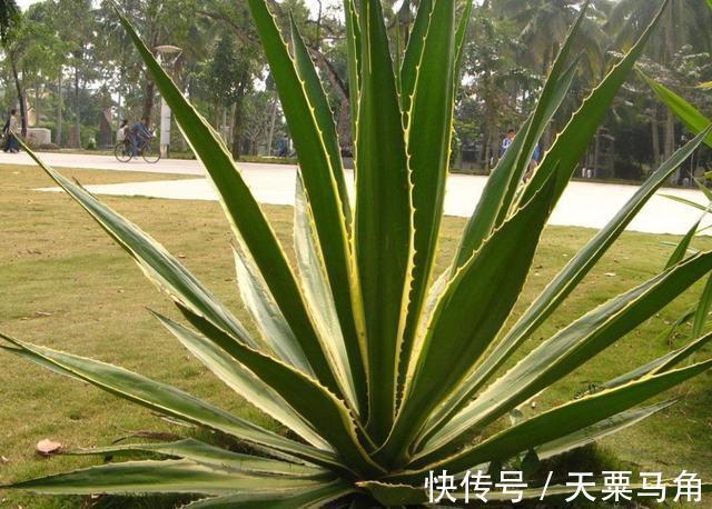 它是墨西哥人的宝贝,8年成熟一次,一个上百斤,加工后卖350万