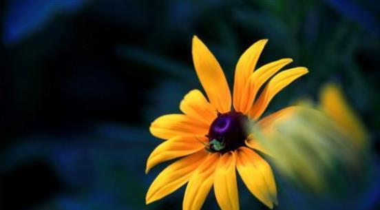 种子发芽温度|养花却不知道什么时候播种,看了此个就知道了