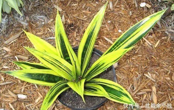 纳米比亚|虎尾兰原来有这么多的学问,以前都白养了