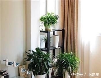 生活家|客厅不能乱养“花”,这种花被称为“破财花”,再好看也不要养