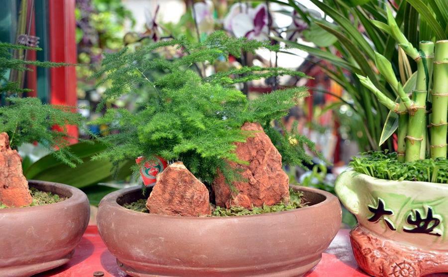 植物|植物养得不好,多半根没长好,加上这些长得快