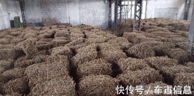 野生|大约有90%的中药药方之中,都会含有这一种草,您认识吗?