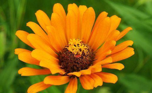 家里必养4种花,好养又漂亮,开满整个花盆,入手不后悔